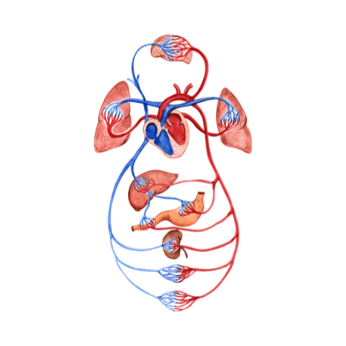 Sistema Cardiovascolare